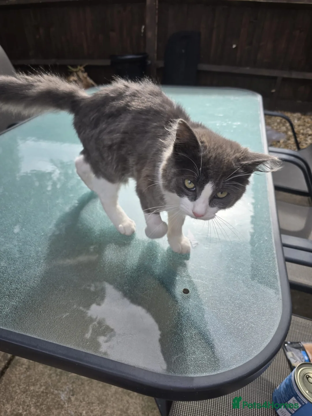 Mixed Breed cats for sale: Female and male- A gorgeous pair of kittens.  in Uxbridge - Advert 2