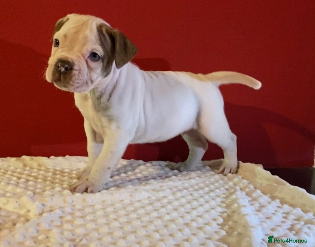 Alapaha Blue Blood Bulldog dogs for sale: TOP QUALITY PURE ALAPAHA BULLDOGS - Advert 8