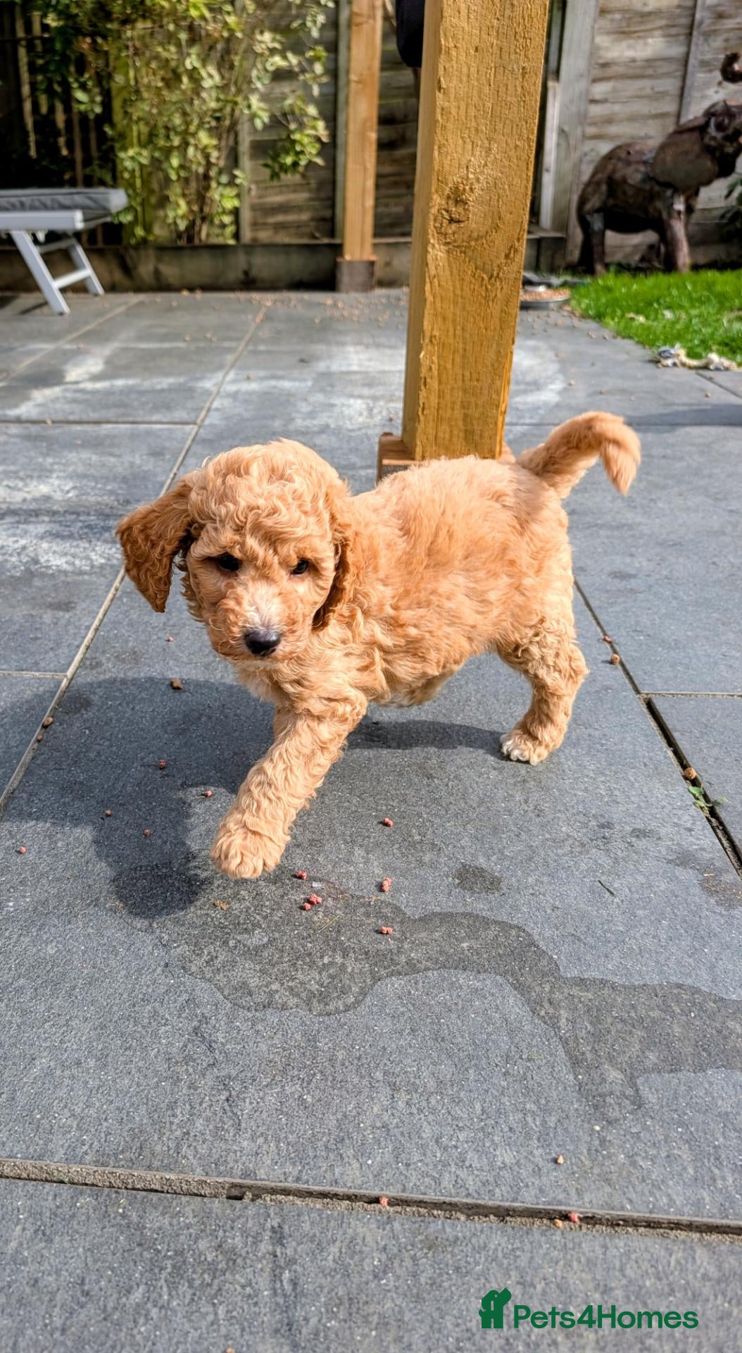 Mixed Breed dogs Sheepadoddle Puppies - Advert 15
