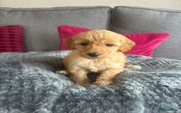 Cockapoo dogs for sale: Stunning F1B Cockapoo puppies - Image 3