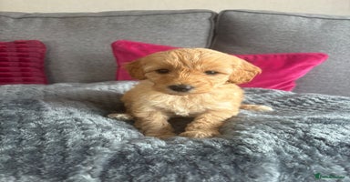 Cockapoo dogs - Advert 5
