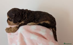 Cockapoo dogs for sale: Beautiful Cockapoo puppies 🐶 😍  - Image 11