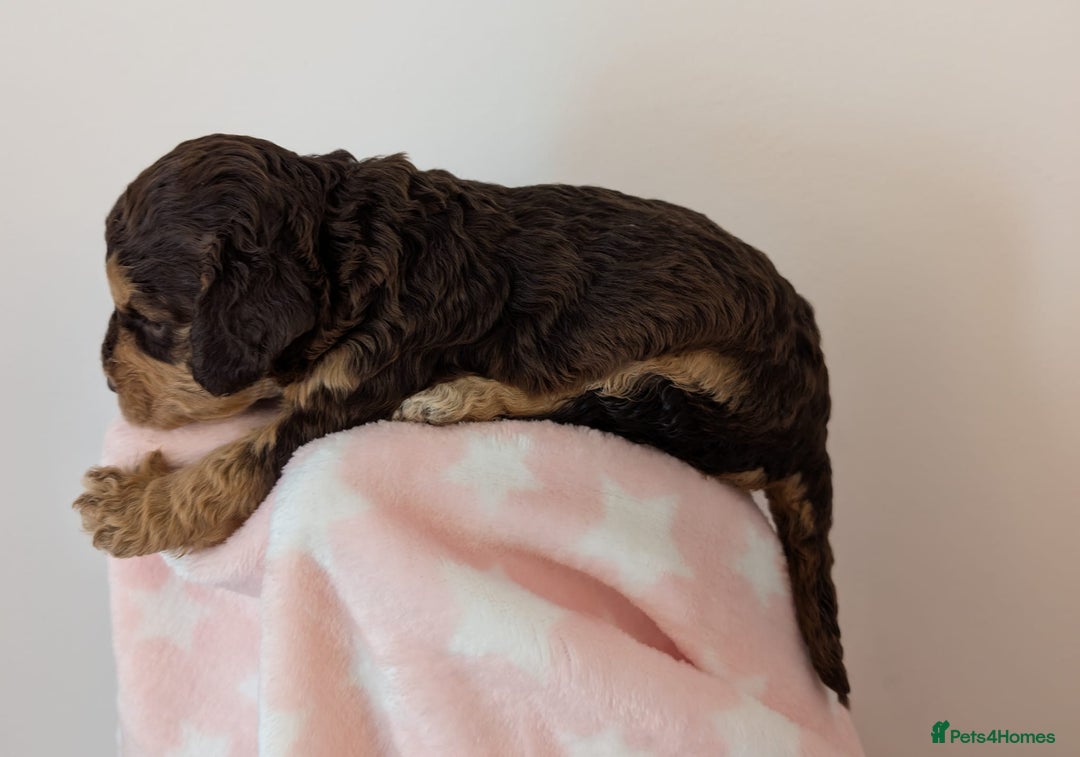 Cockapoo dogs for sale: Beautiful Cockapoo puppies 🐶 😍  - Image 11