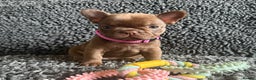 French Bulldog dogs for sale: French Bulldog Puppies. Rojo, New Shade, Isabella. - Advert 1