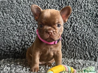 French Bulldog dogs French Bulldog Puppies. Rojo, New Shade, Isabella. - Advert 1