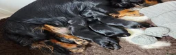 Miniature Dachshund dogs for sale: Stunning Longhaired Mini Dachshund Boys.  - Advert 14