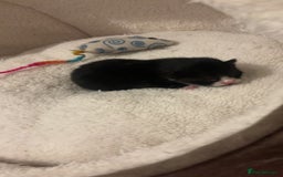 Mixed Breed cats for sale: 4 beautiful kittens for sale, available Halloween - Image 4