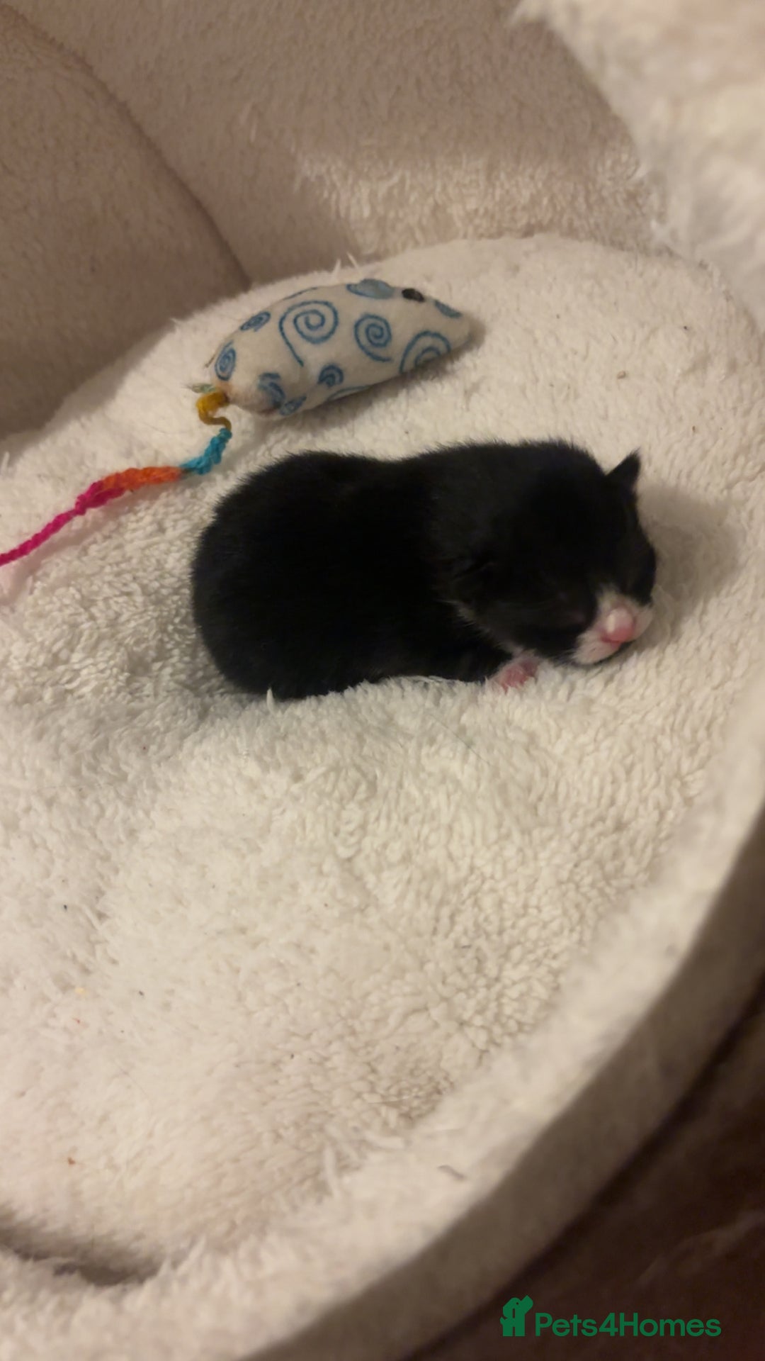 Mixed Breed cats for sale: 4 beautiful kittens for sale, available Halloween - Image 4