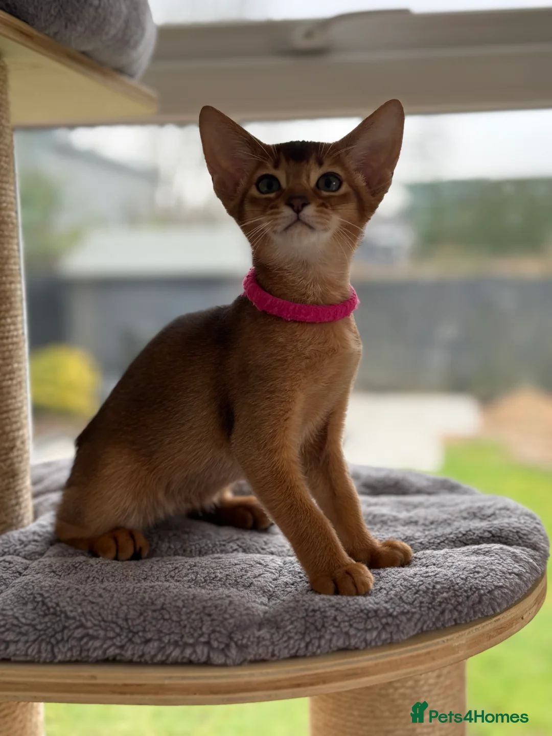 Abyssinian cats for sale:  😽Ch.parents kittens GCCF registered  - Advert 5