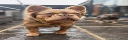 French Bulldog dogs for stud: KING KALI 👑 Fluffy French Bulldog stud - Advert 4