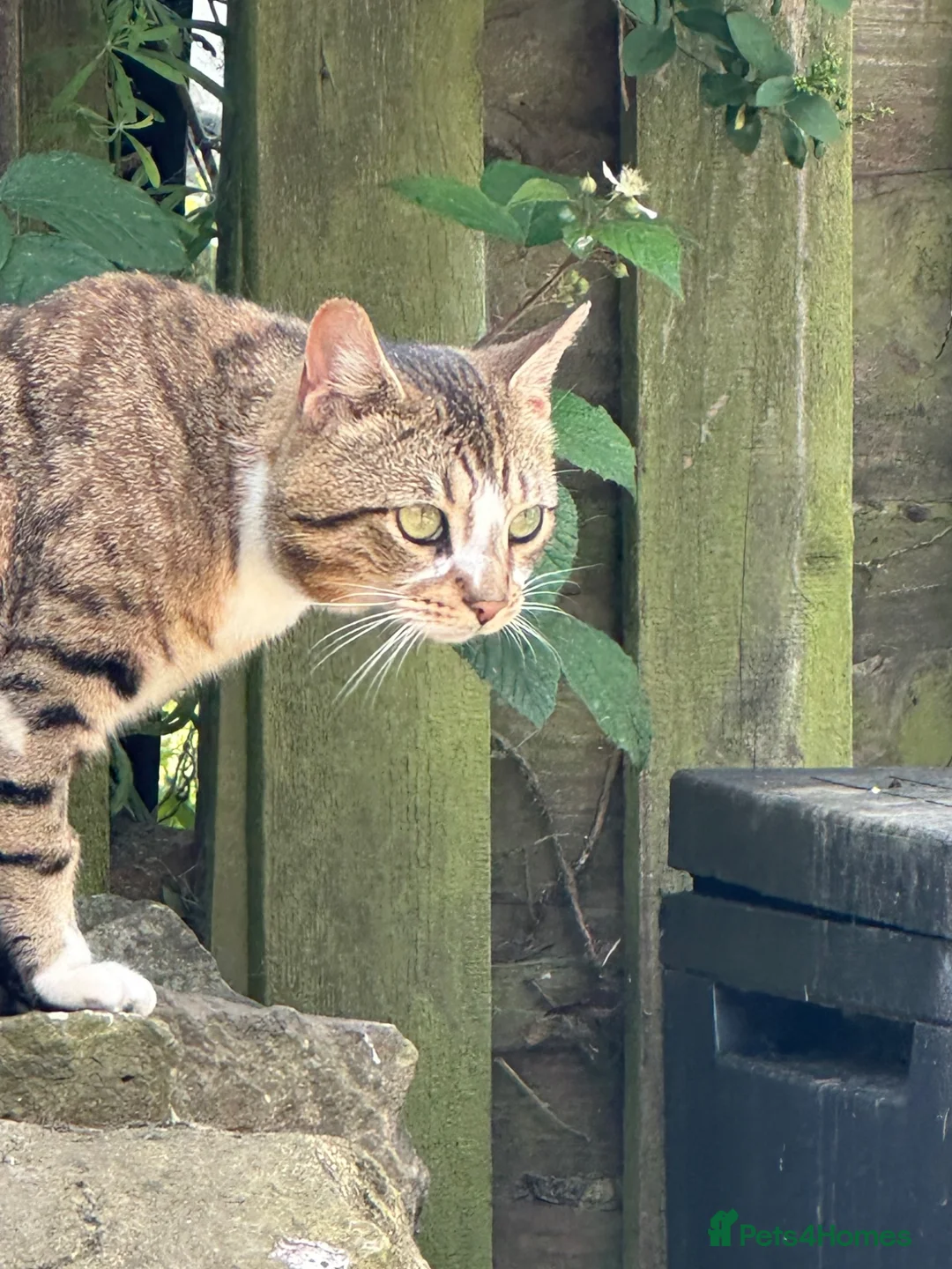 British Shorthair cats for sale: Paddy - Advert 2