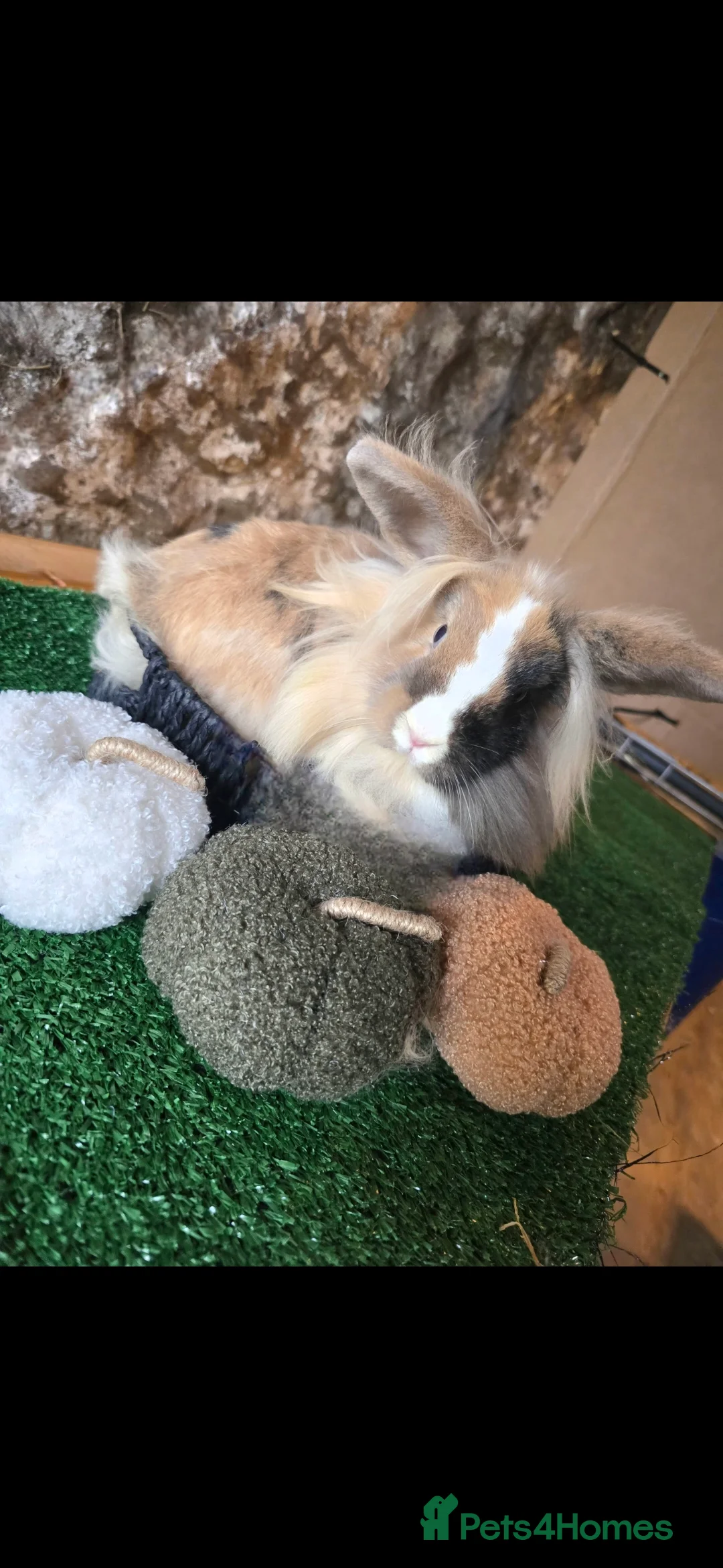 Lionhead rabbits for sale: Double Mained Lionheads Ready For Reserve  - Advert 11