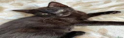 Russian Blue cats for sale: Fluffy black kittens  - Advert 4