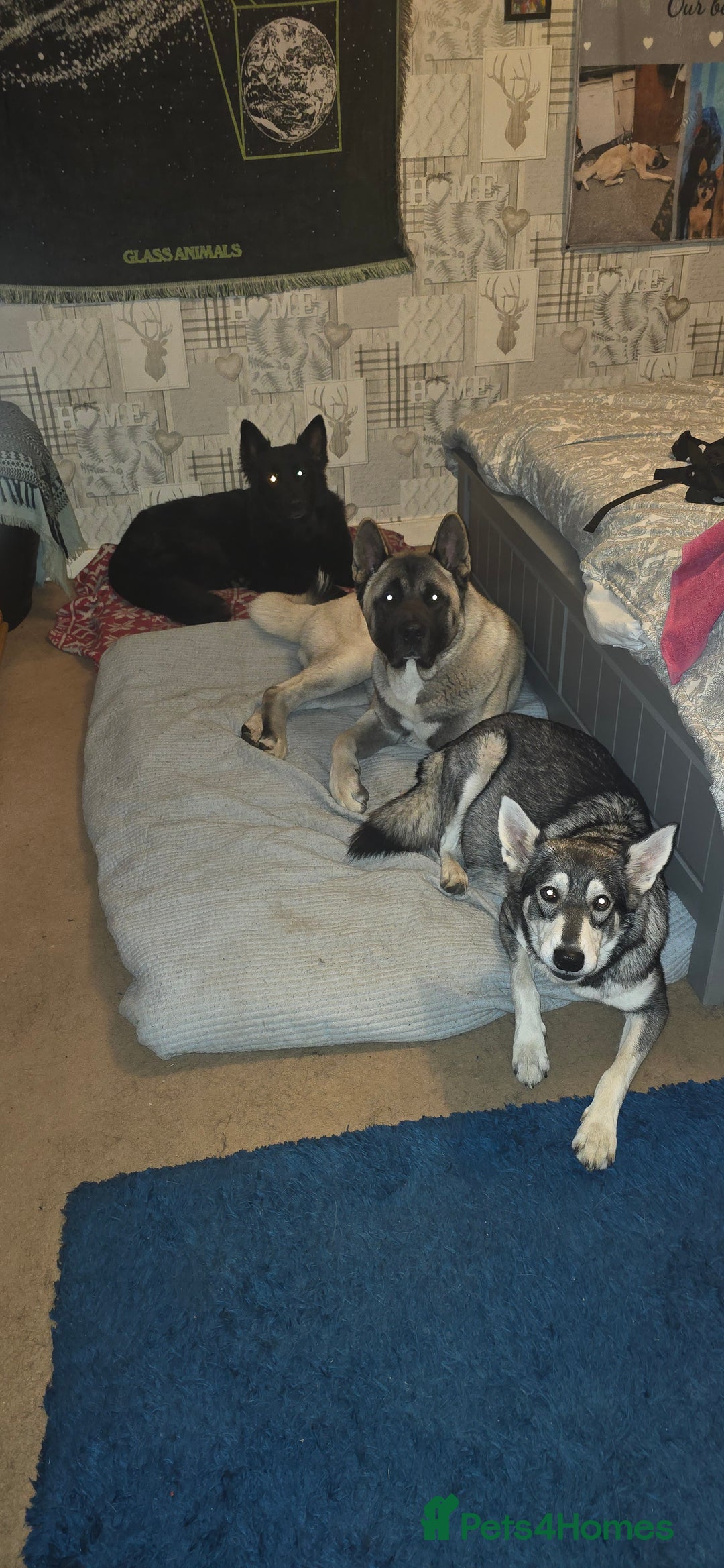 Akita dogs for stud: American akita proven stud  - Image 6