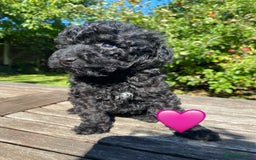 Miniature Poodle dogs for sale: Miniature poodle girls,ready now. - Image 3