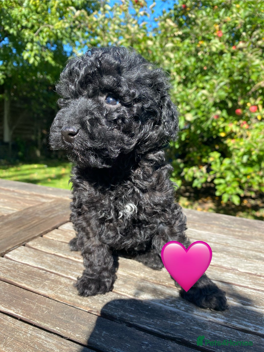 Miniature Poodle dogs for sale: Miniature poodle girls,ready now. - Image 3