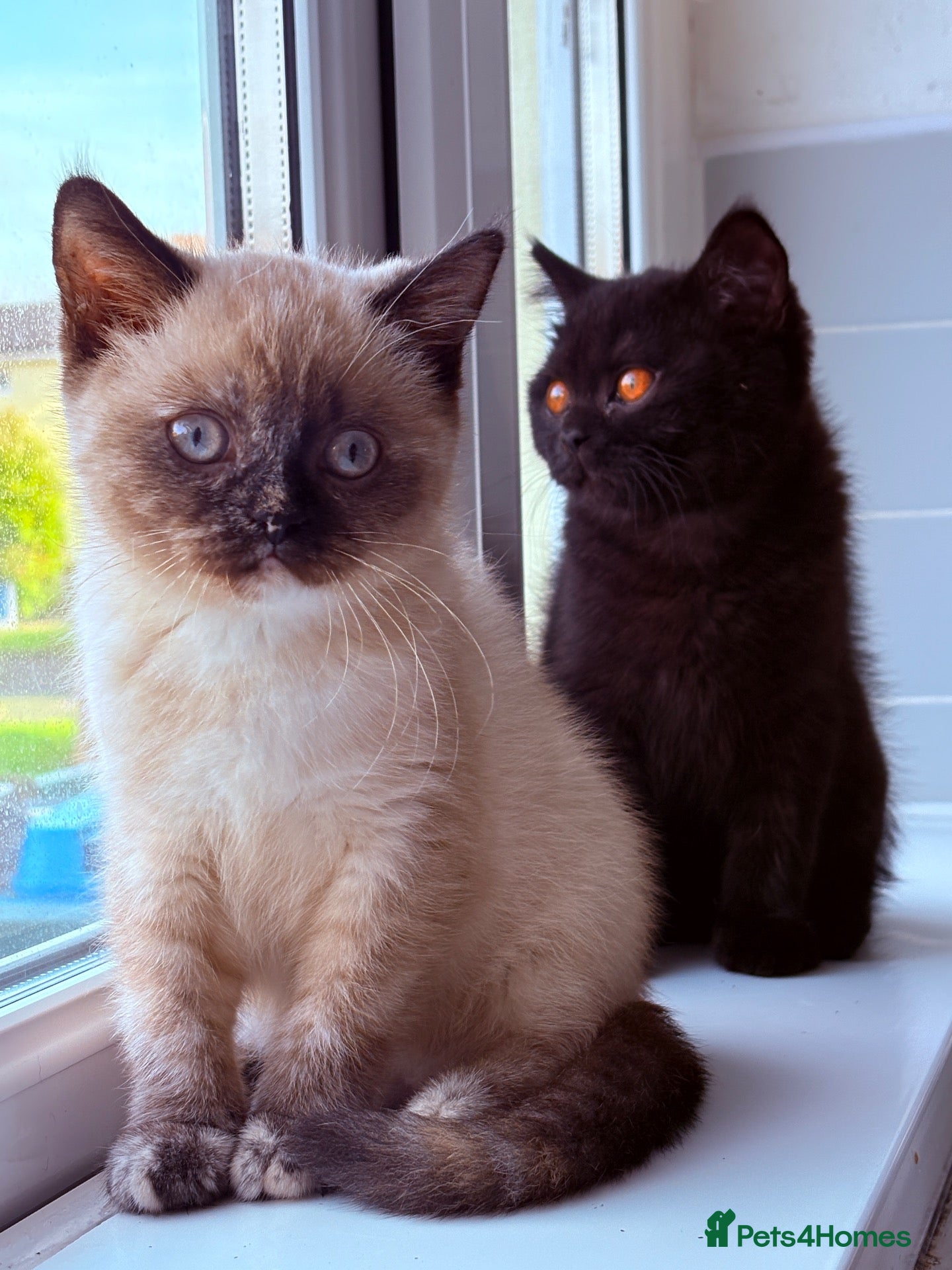 British Shorthair cats for sale: Ready Now 😻 Beautiful GCCF BSH Kittens - Advert 2
