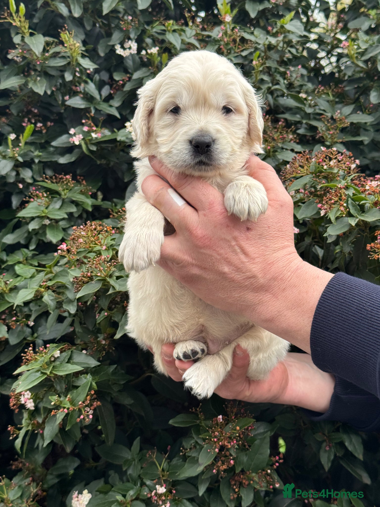Mini Goldendoodle dogs 9 mini Goldendoodles dna clear puppies for sale - Advert 2