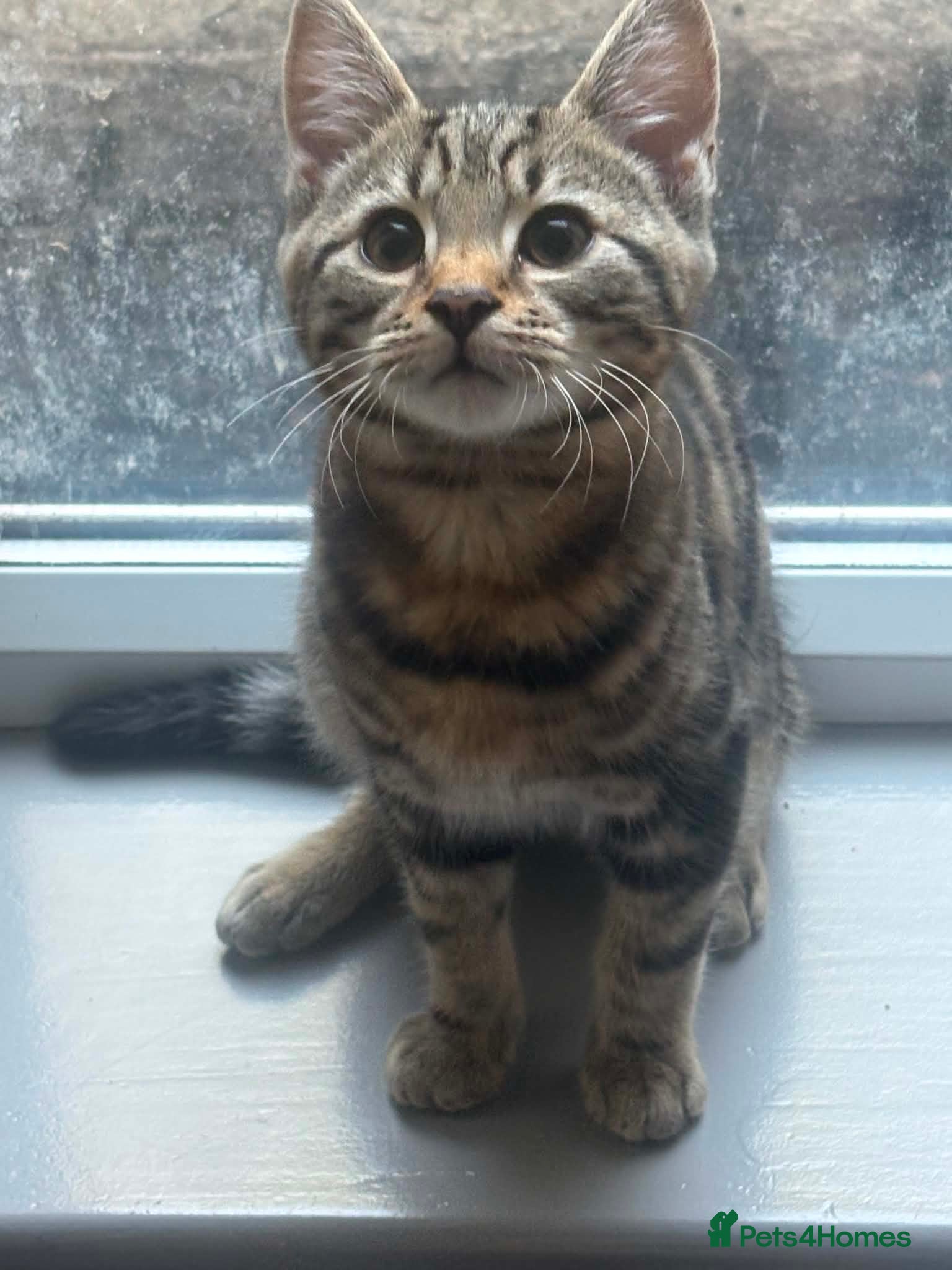 Mixed Breed cats Brother and sister kittens - Advert 2