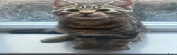 Mixed Breed cats for sale: Brother and sister kittens - Advert 1