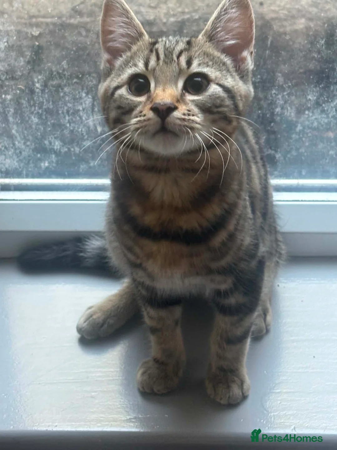 Mixed Breed cats for sale: Brother and sister kittens - Advert 1