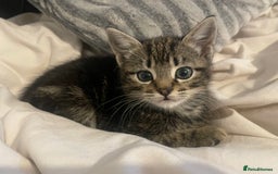 British Shorthair cats for sale: Beautiful kittens  - Image 8