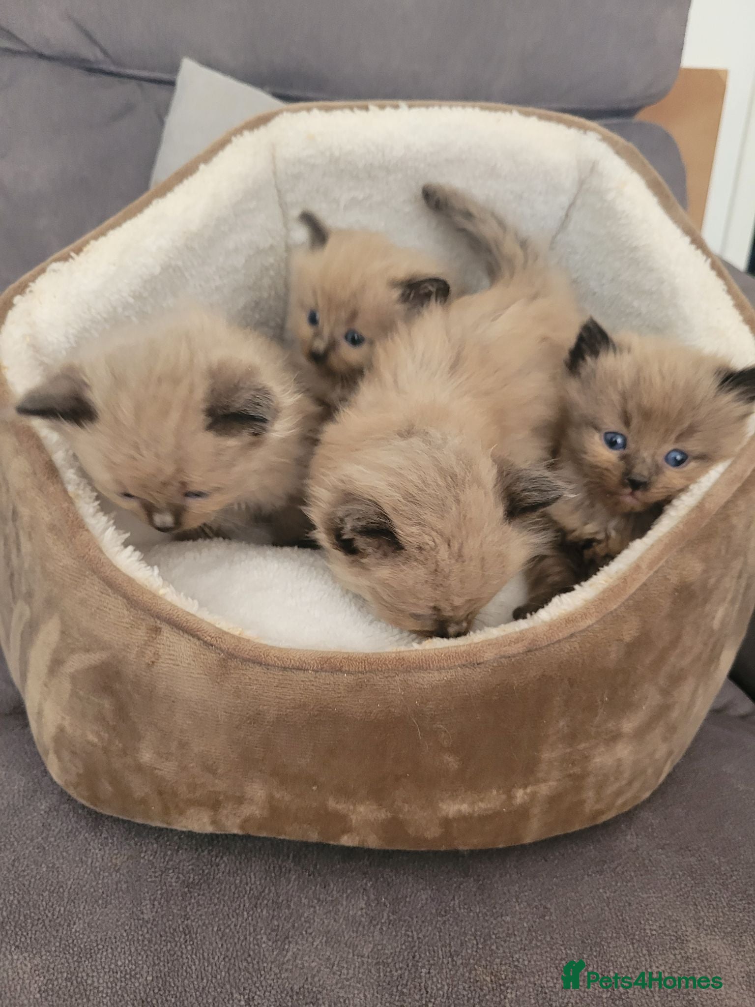 Ragdoll cats 4 beautiful seal mink ragdolls available 8/8/26 - Advert 2