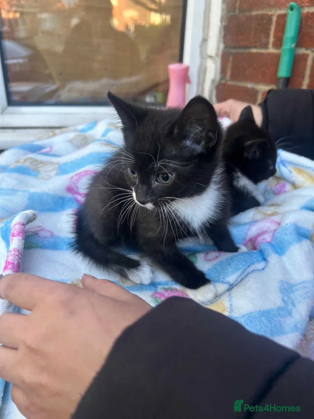 Mixed Breed cats for sale: Two beautiful kittens - Advert 2