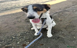 Mixed Breed dogs for adoption: Meet Comet – A Loyal Heart Waiting for His Chance - Image 2