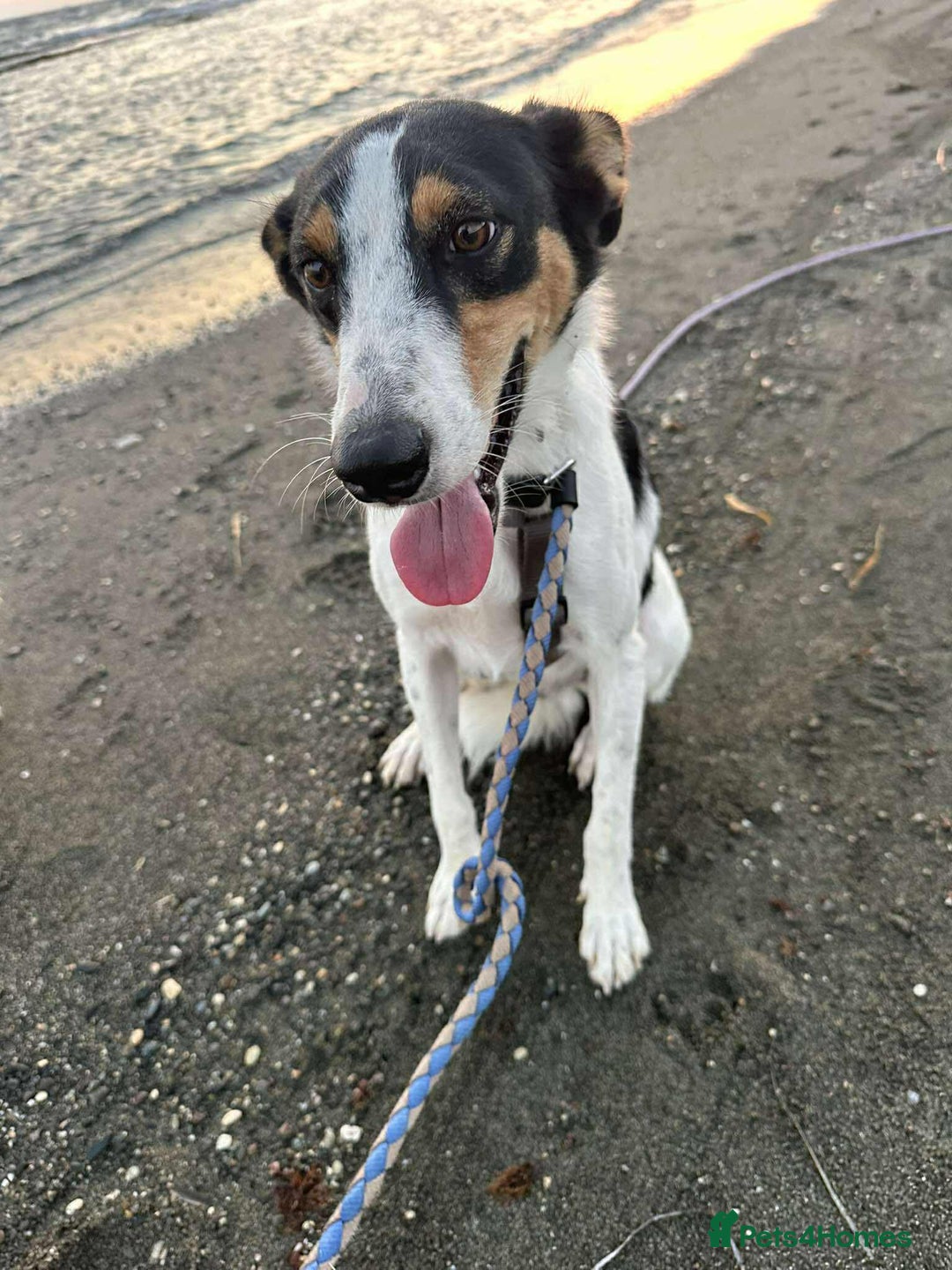 Mixed Breed dogs for adoption: Meet Comet – A Loyal Heart Waiting for His Chance - Image 2