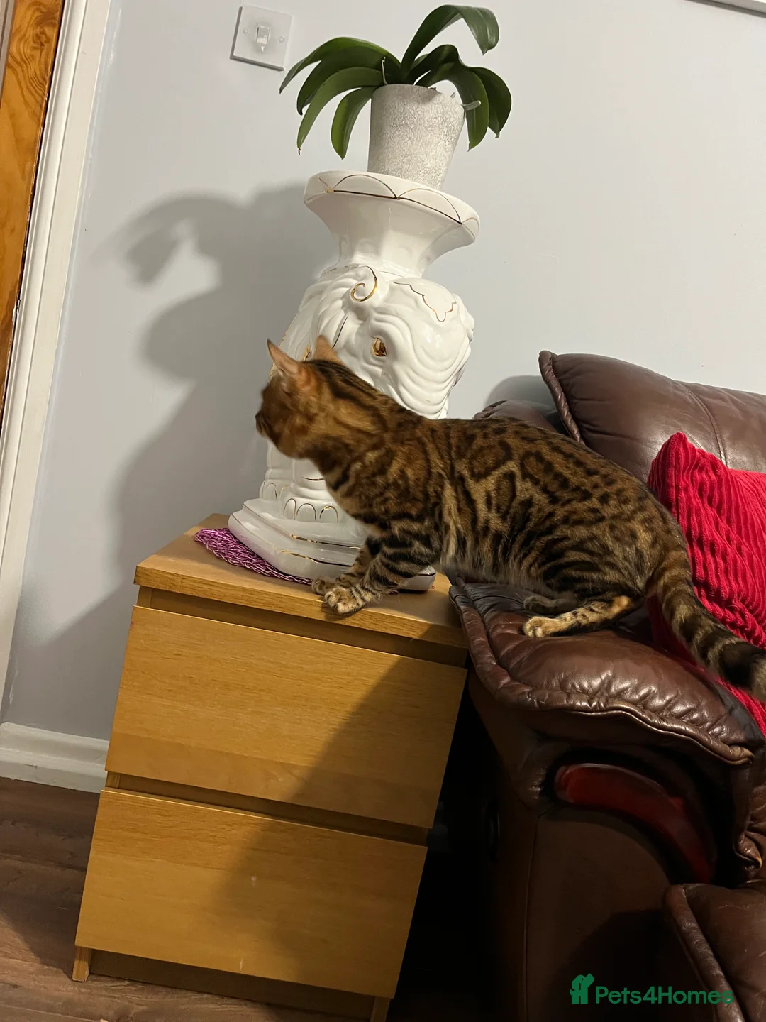 Bengal cats for stud: Adorable pure Bengal boy❤️ for stud in Purfleet - Advert 24