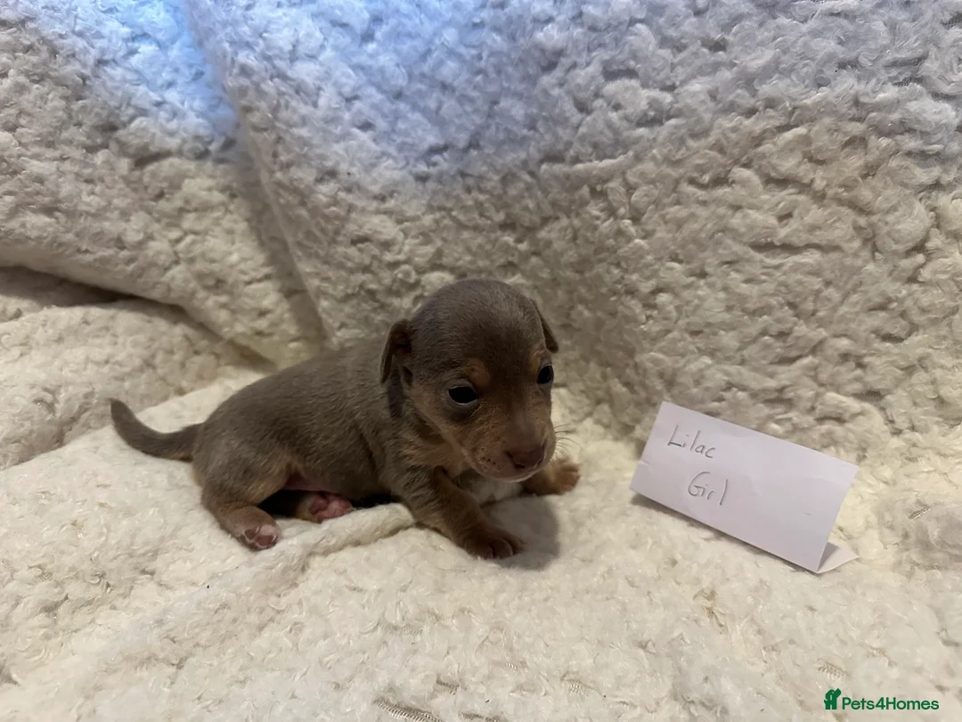 Jack Russell dogs for sale: Jack Russel puppies  - Advert 28