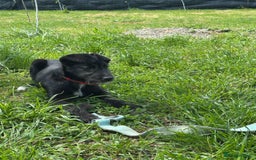 Mixed Breed dogs for adoption: TARMAC - a handsome young boy for a Loving Home - Image 21