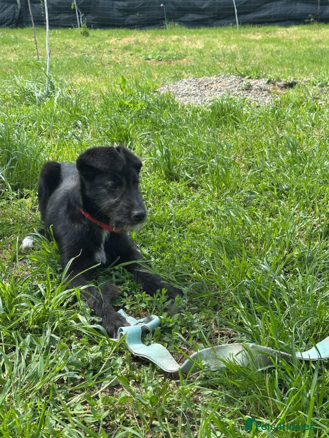 Mixed Breed dogs for adoption: TARMAC - a handsome young boy for a Loving Home - Image 21