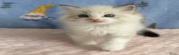Ragdoll cats for sale: 🐾 Beautiful Ragdoll Kittens for Sale 🐾 - Advert 24