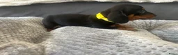 Miniature Dachshund dogs for sale: Miniature Daschund Pups for loving homes - Advert 17