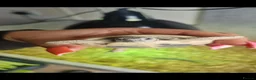 Hermann Tortoise reptiles for sale: herman tortoises in Cardigan - Advert 3