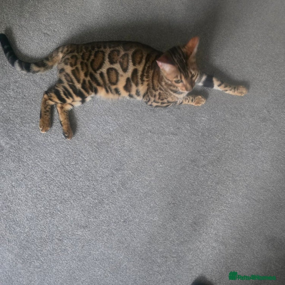 Bengal cats for sale: SBT TICA F5 Bengal Queen-Must Be Rehomed by March  - Advert 15