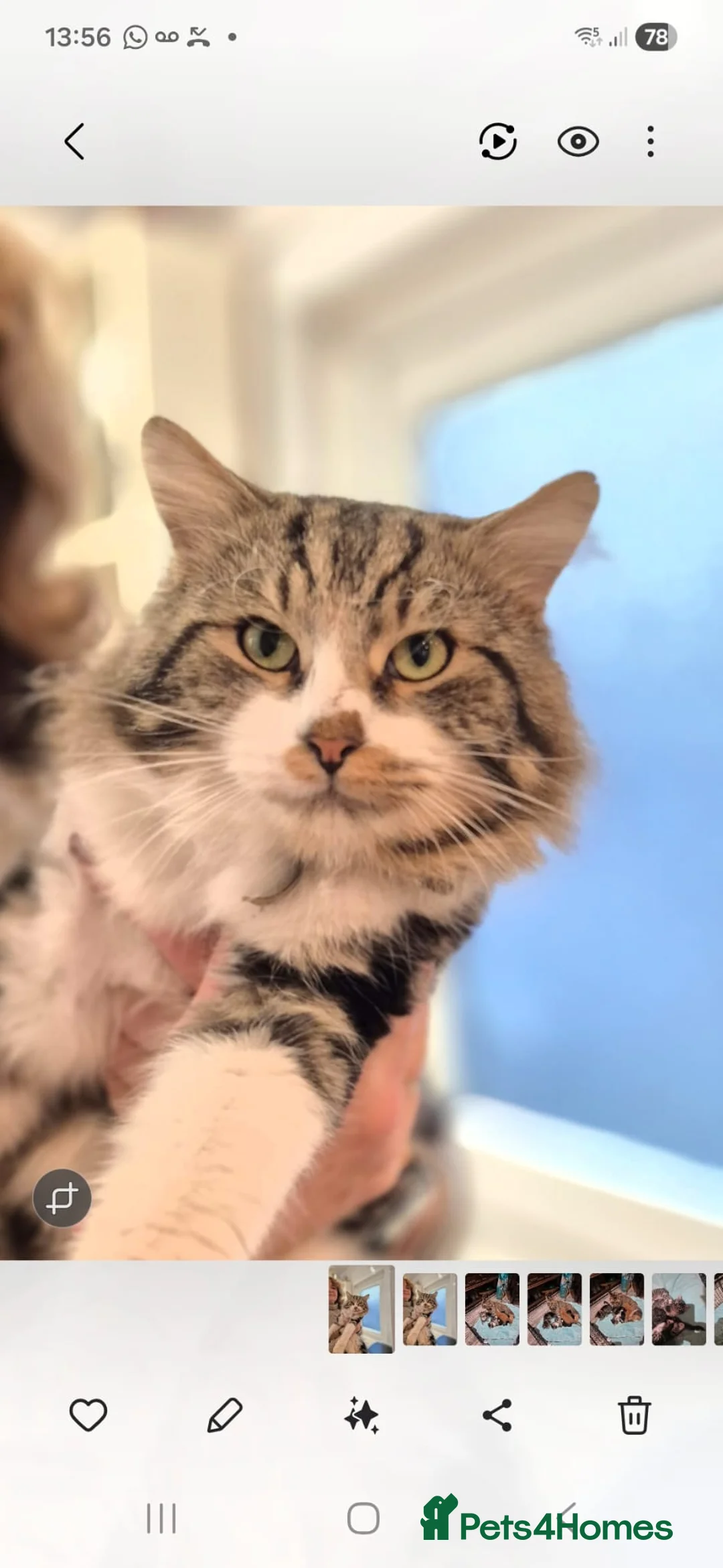 Norwegian Forest Cat cats for sale: Gorgeous Norwegian Forest kittens - Advert 12