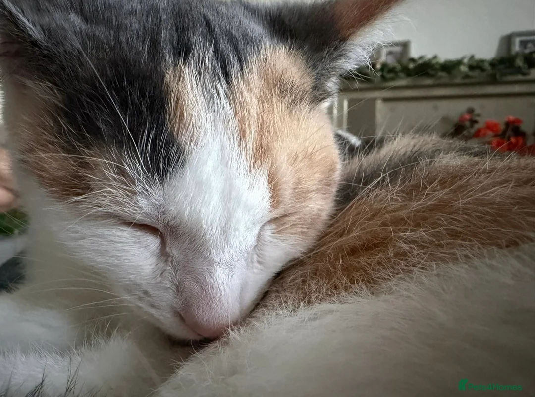 Mixed Breed cats for sale: Stunning rare dilute calico ragdoll cross in Biggar - Advert 2