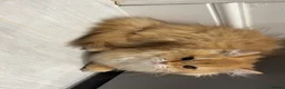 British Longhair cats for sale: Ginger British long hair cat - Advert 2