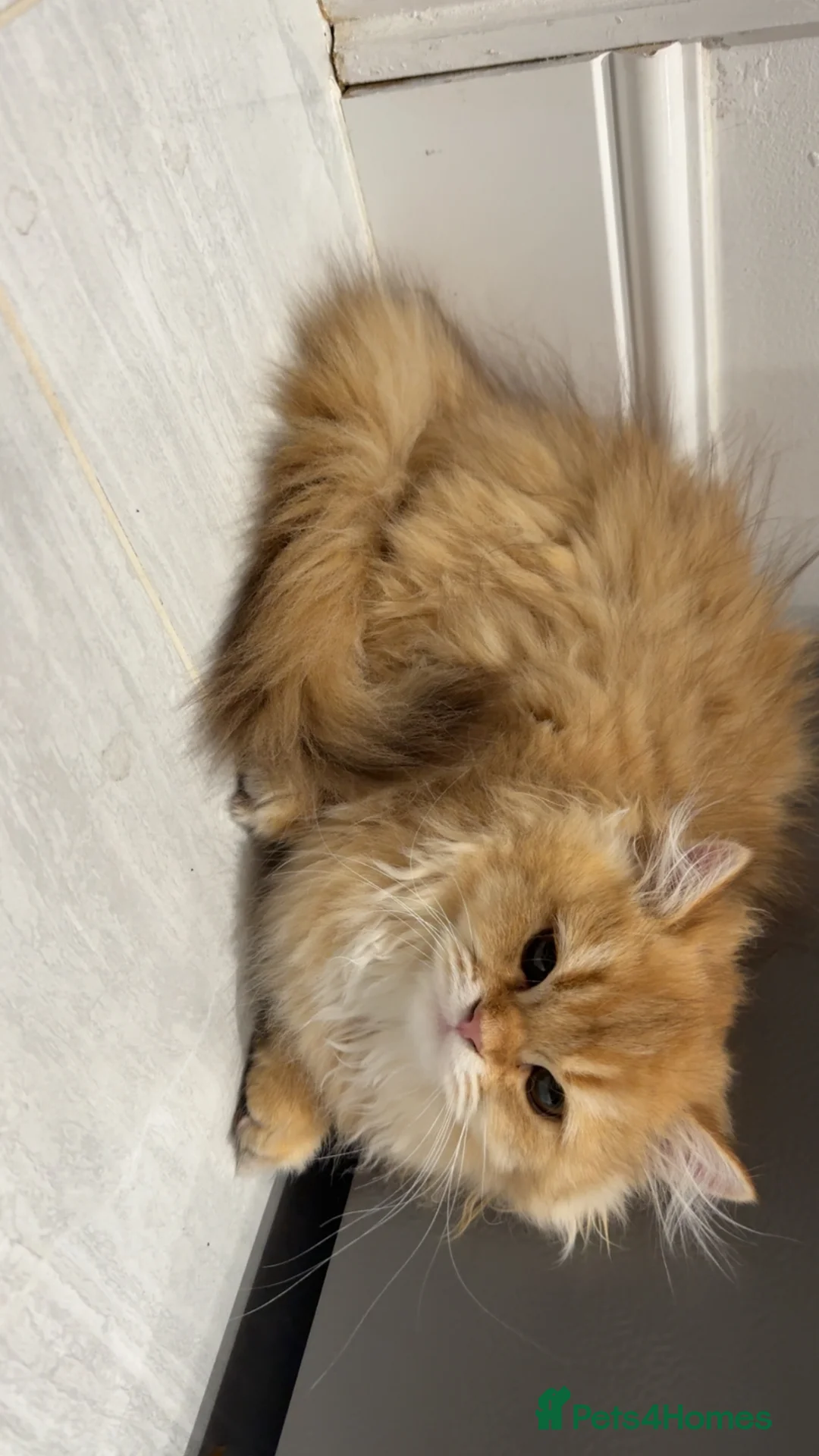 British Longhair cats for sale: Ginger British long hair cat - Advert 2