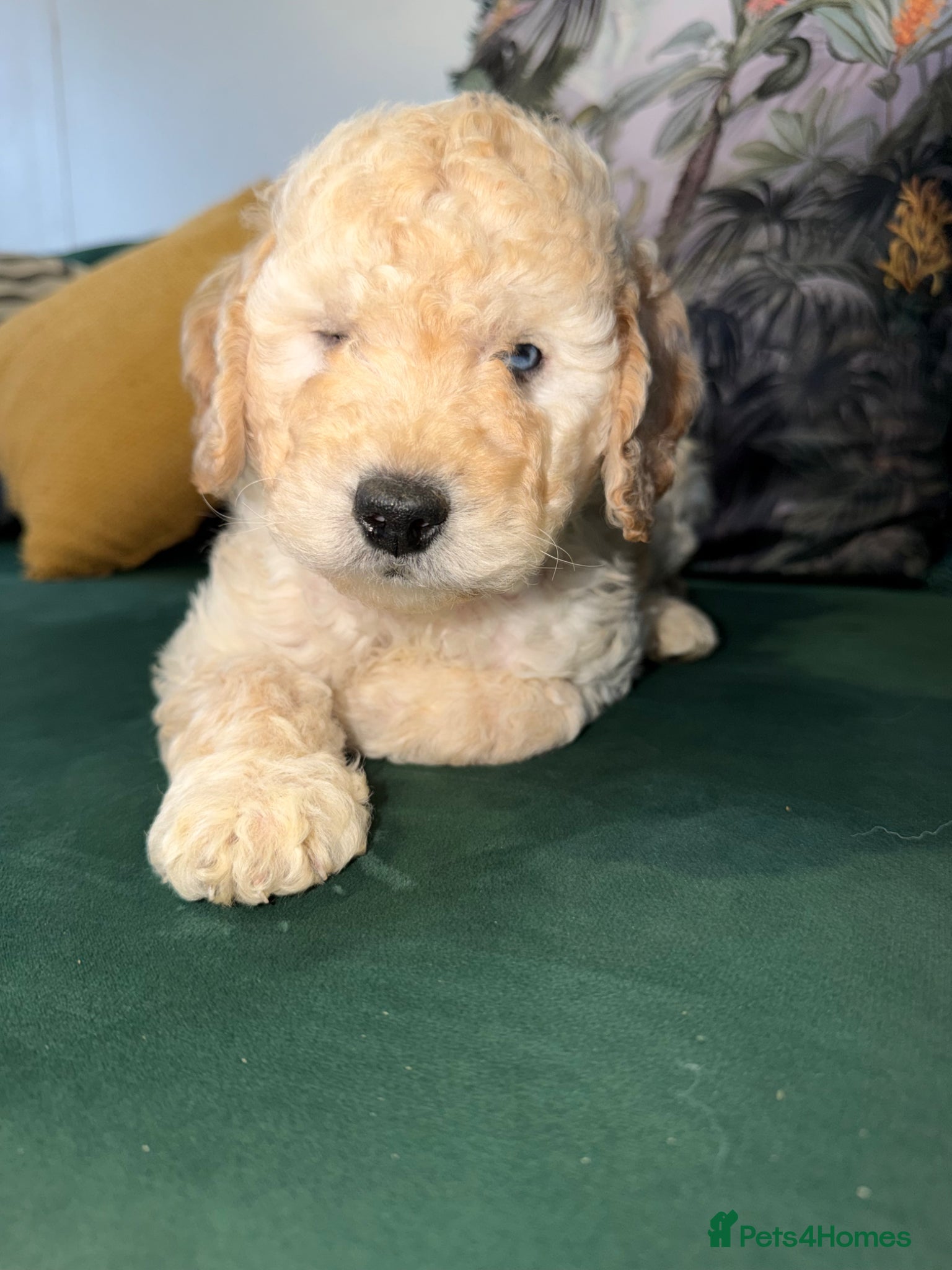 Cockapoo dogs Stunning Apricot Male Cockapoo puppies  - Advert 13