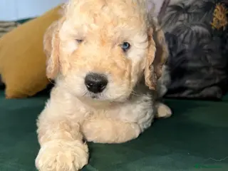 Cockapoo dogs Stunning Apricot Male Cockapoo puppies - Advert 13