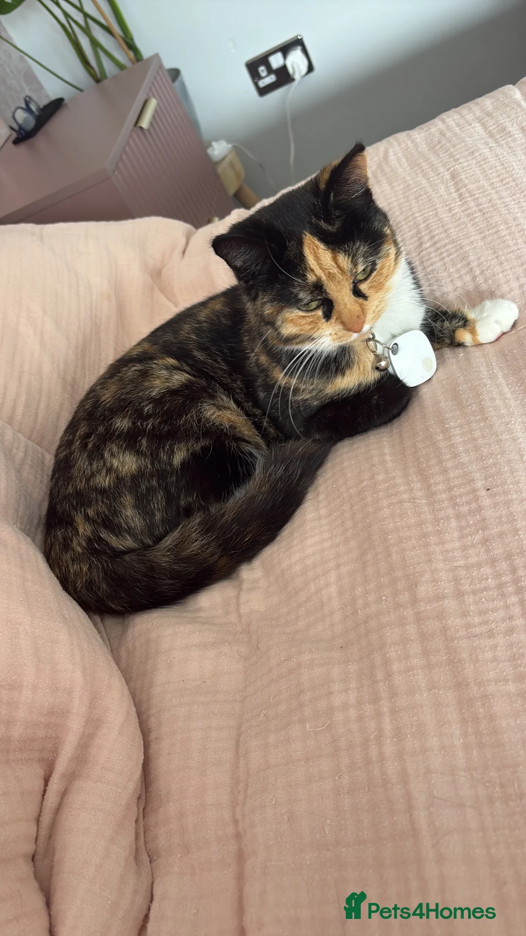 Mixed Breed cats for sale: Kittens  - Advert 5