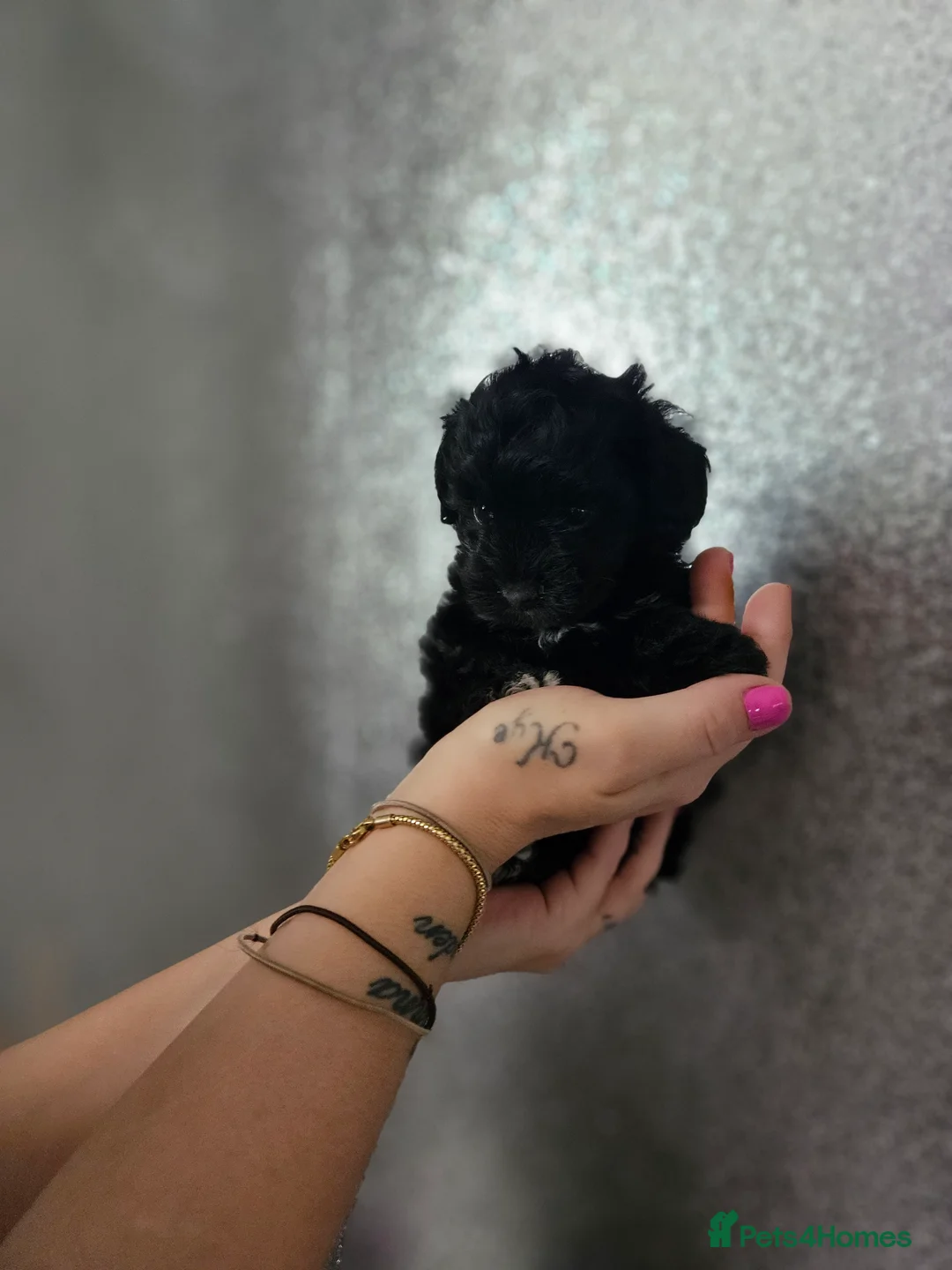 Maltipoo dogs for sale: Korean F1 Maltipoo puppies 🐶  - Advert 1