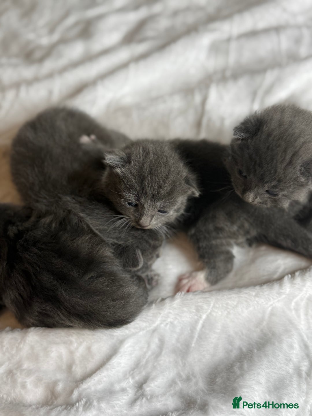 British Shorthair cats for sale: The cutest British Shorthair Grey Kittens  - Advert 20