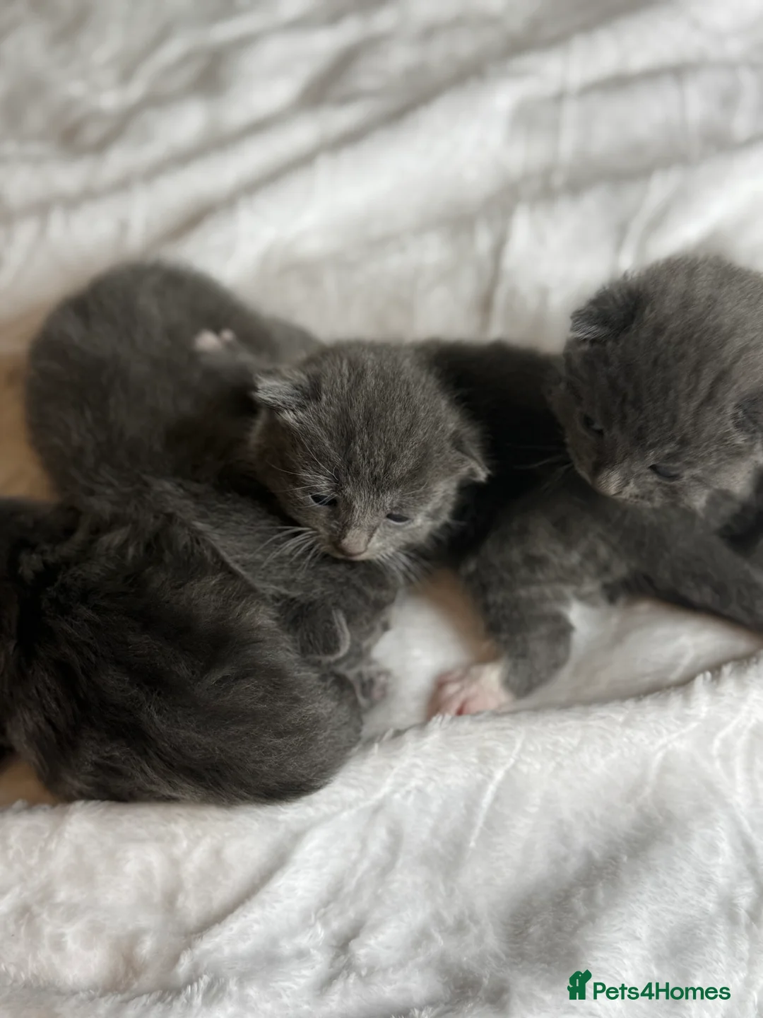 British Shorthair cats for sale: Our British Shorthair Grey Kittens  - Advert 21