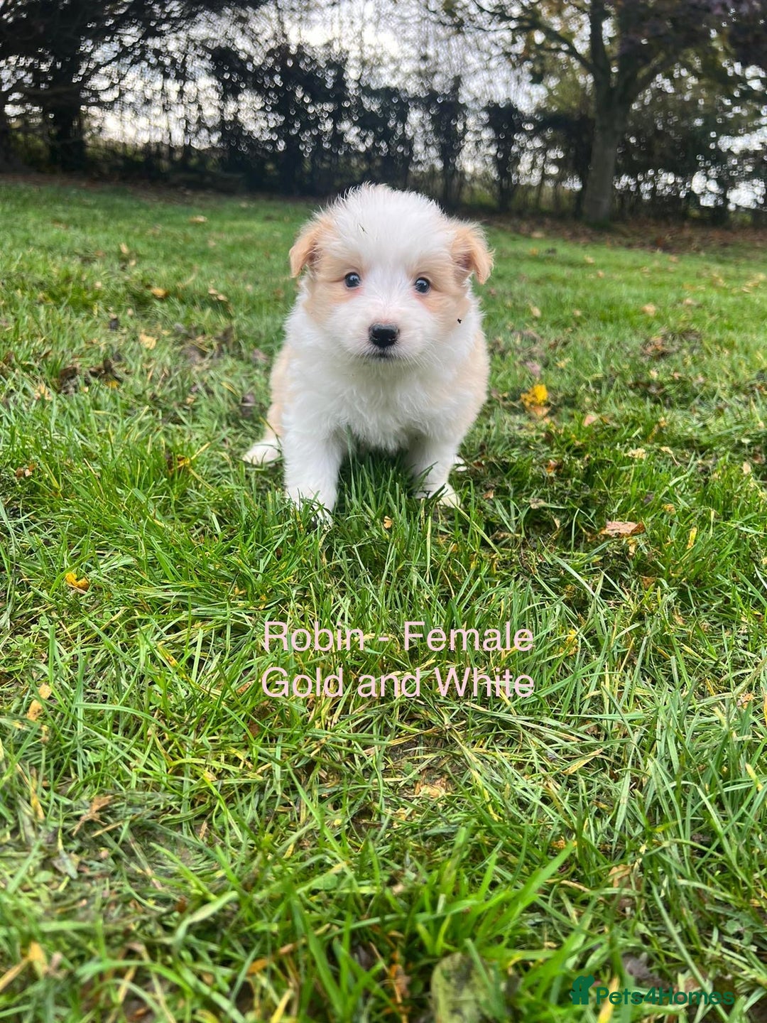 Border Collie dogs for sale: Pure Bred Border Collie Puppies For Sale - Image 13