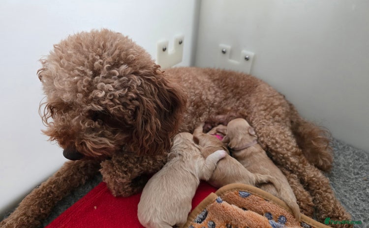 Maltipoo dogs - Advert 2